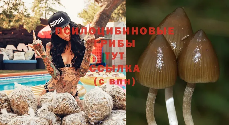 цена наркотик  Владикавказ  МЕГА как войти  Галлюциногенные грибы Magic Shrooms 